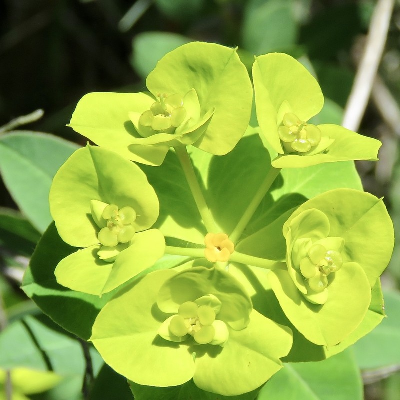 Euphorbia paniculata photo 3