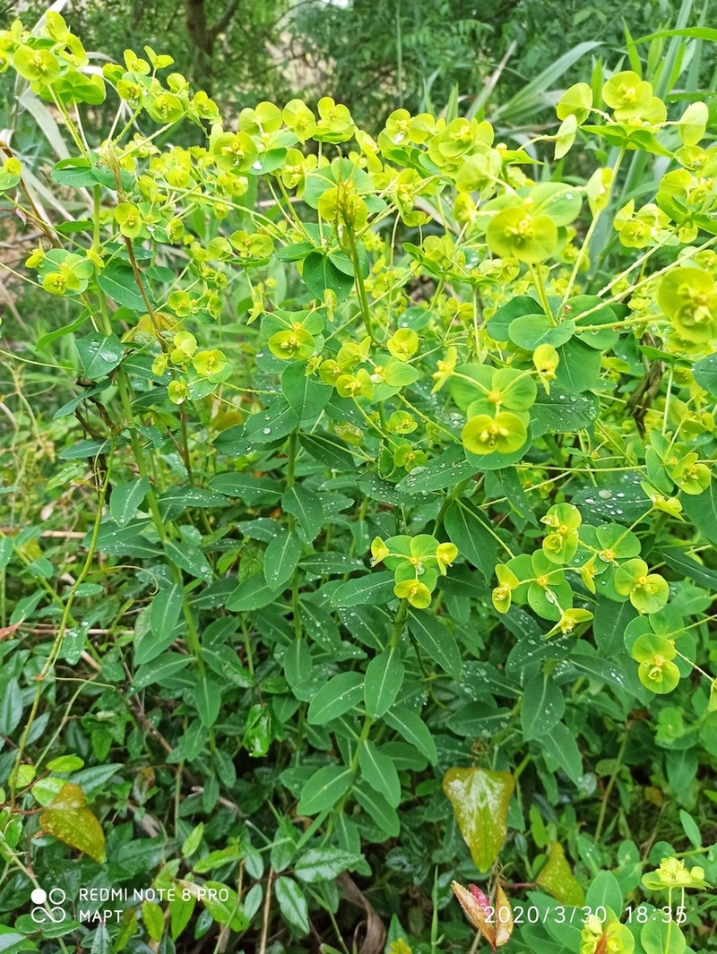 Euphorbia paniculata photo 4