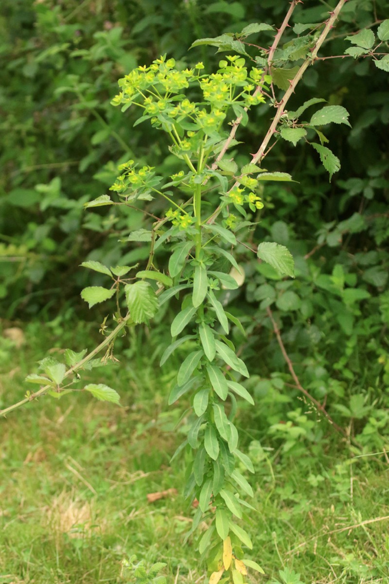 Euphorbia paniculata photo 5