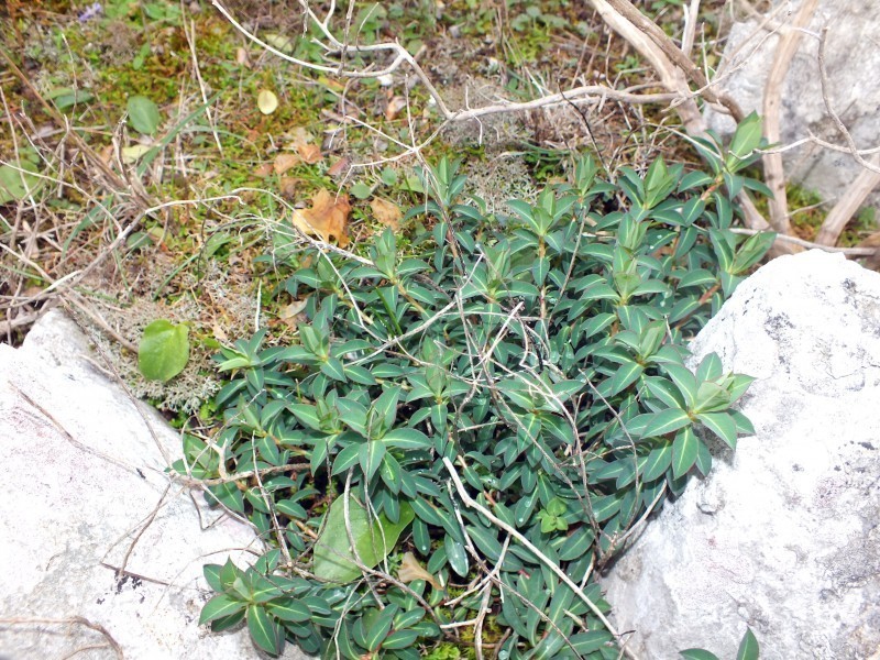 Euphorbia paniculata photo 6