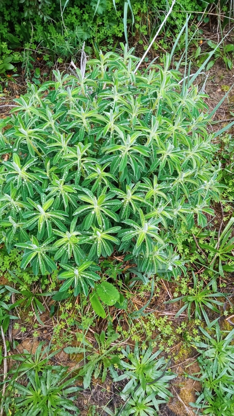 Euphorbia paniculata photo 7