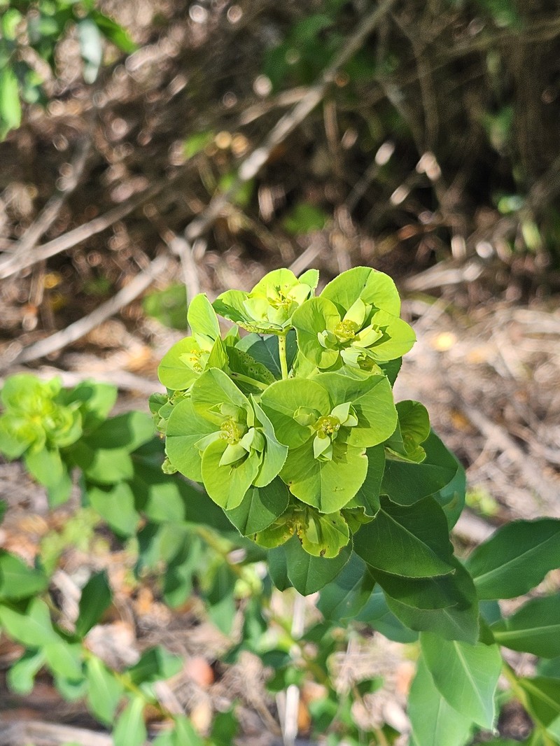 Euphorbia paniculata subsp. calcicola