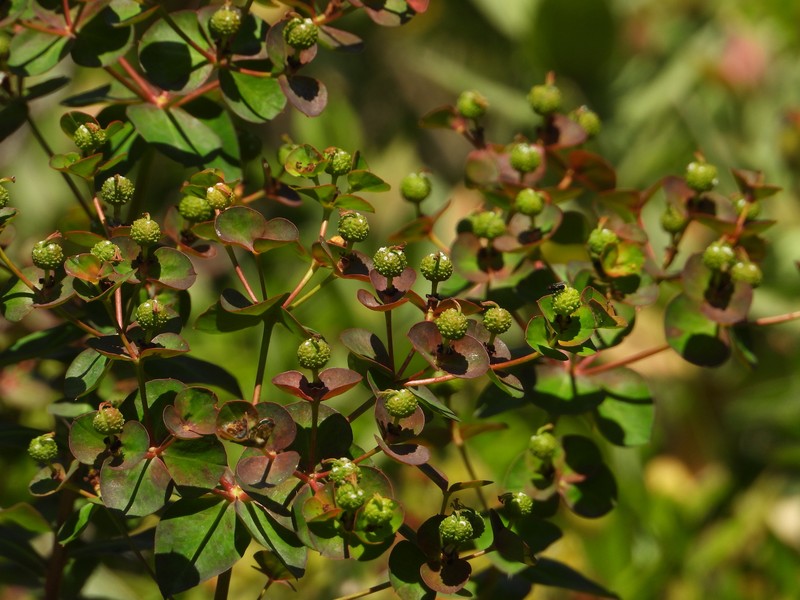 Euphorbia paniculata subsp. calcicola photo 2
