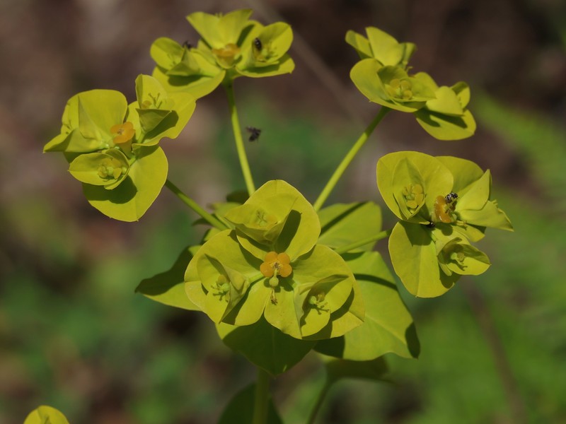 Euphorbia paniculata subsp. monchiquensis