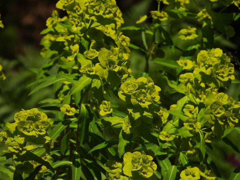 Euphorbia paniculata subsp. monchiquensis photo 2