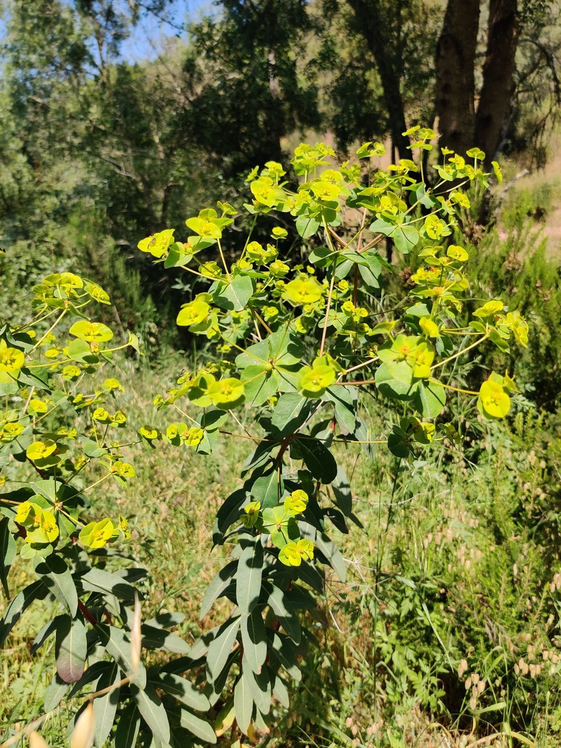 Euphorbia paniculata subsp. monchiquensis photo 3