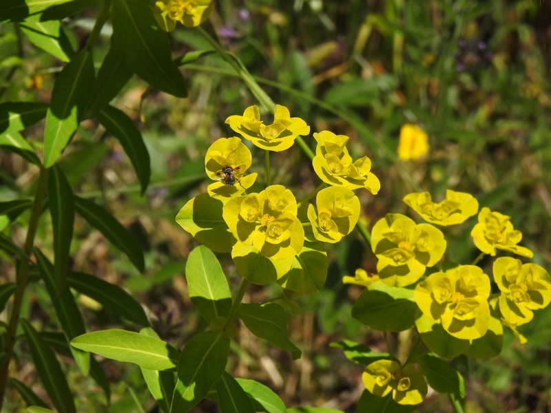 Euphorbia paniculata subsp. monchiquensis photo 4