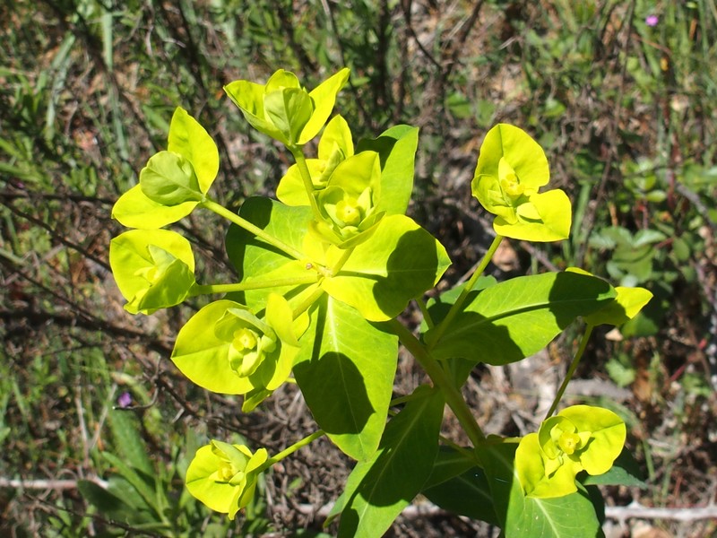 Euphorbia paniculata subsp. monchiquensis photo 5
