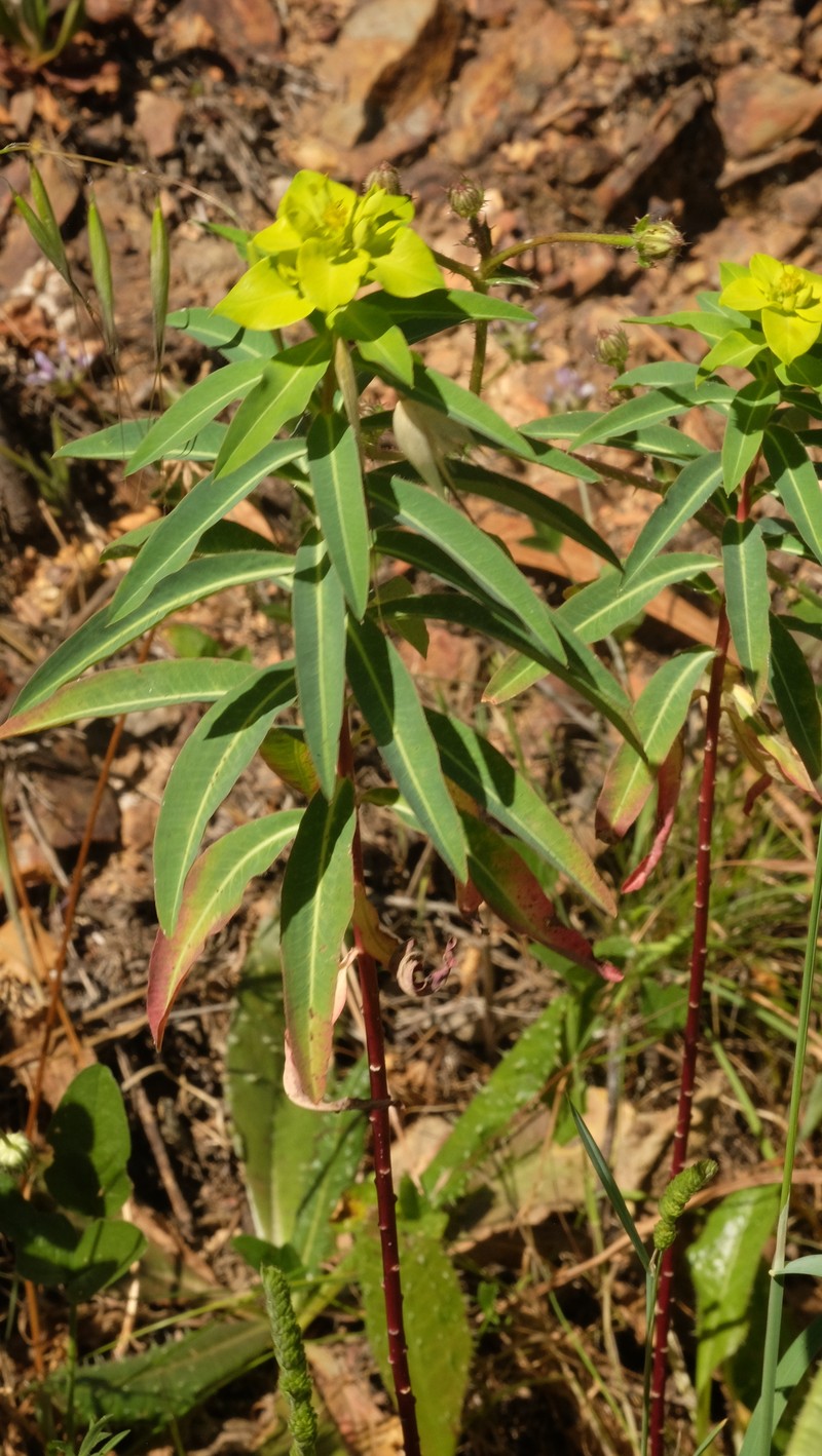 Euphorbia paniculata subsp. monchiquensis photo 6