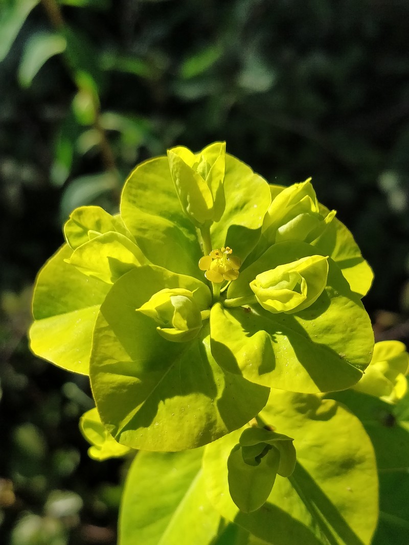 Euphorbia paniculata subsp. monchiquensis photo 7