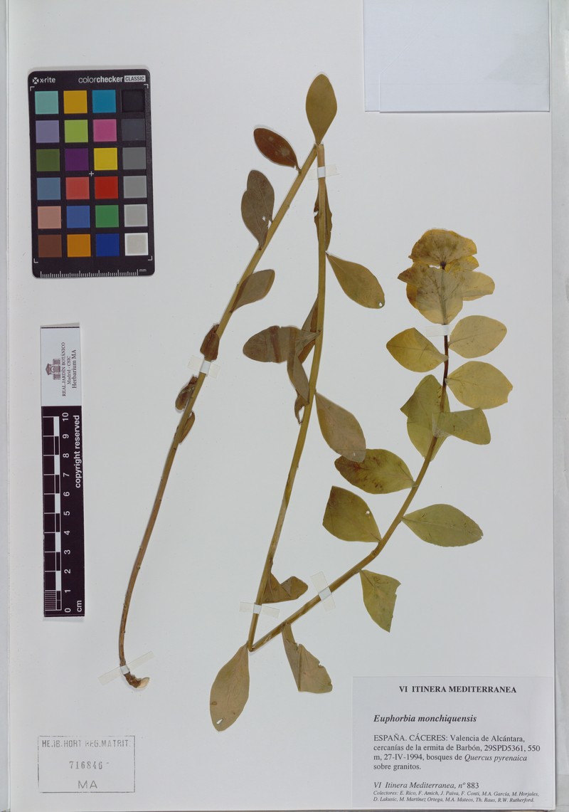 Euphorbia paniculata subsp. monchiquensis photo 8