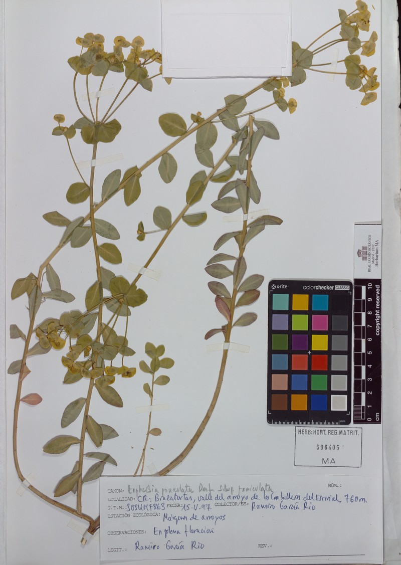Euphorbia paniculata subsp. paniculata