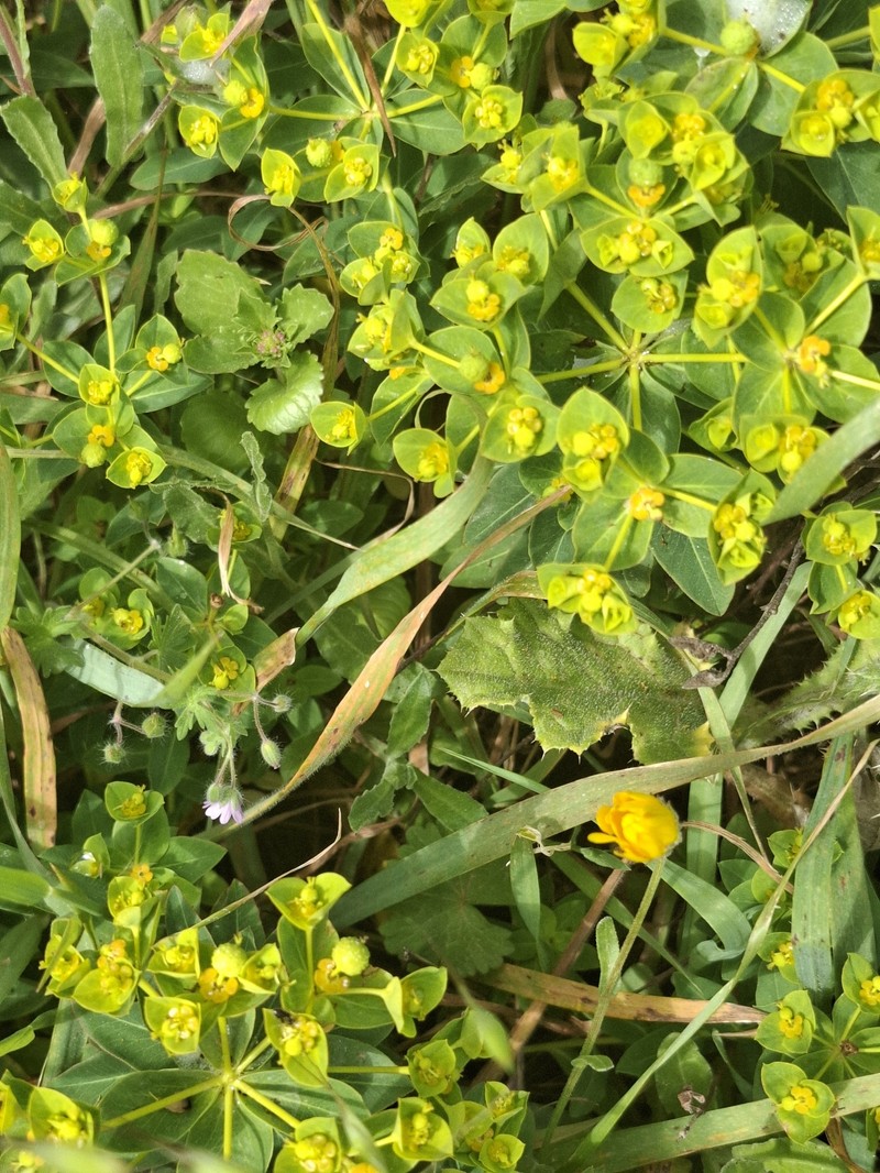 Euphorbia paniculata subsp. welwitschii