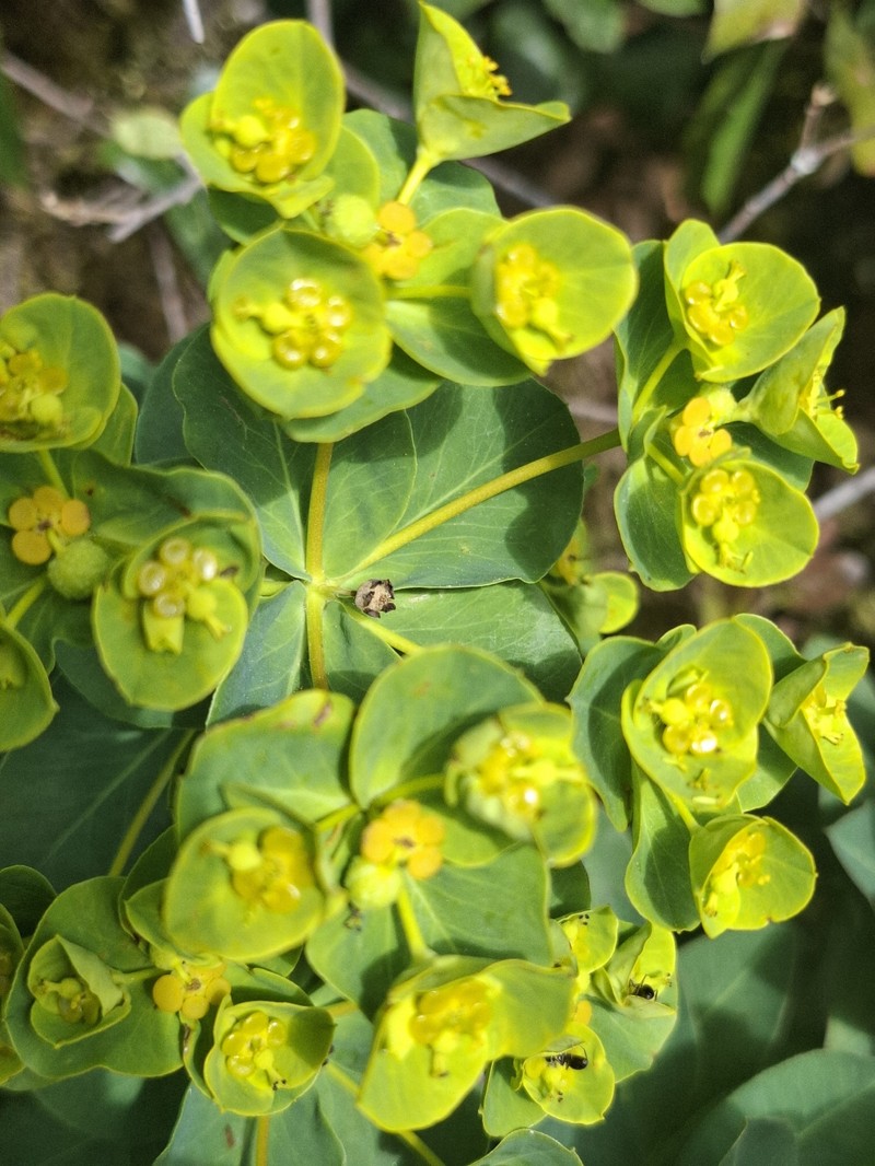 Euphorbia paniculata subsp. welwitschii photo 2