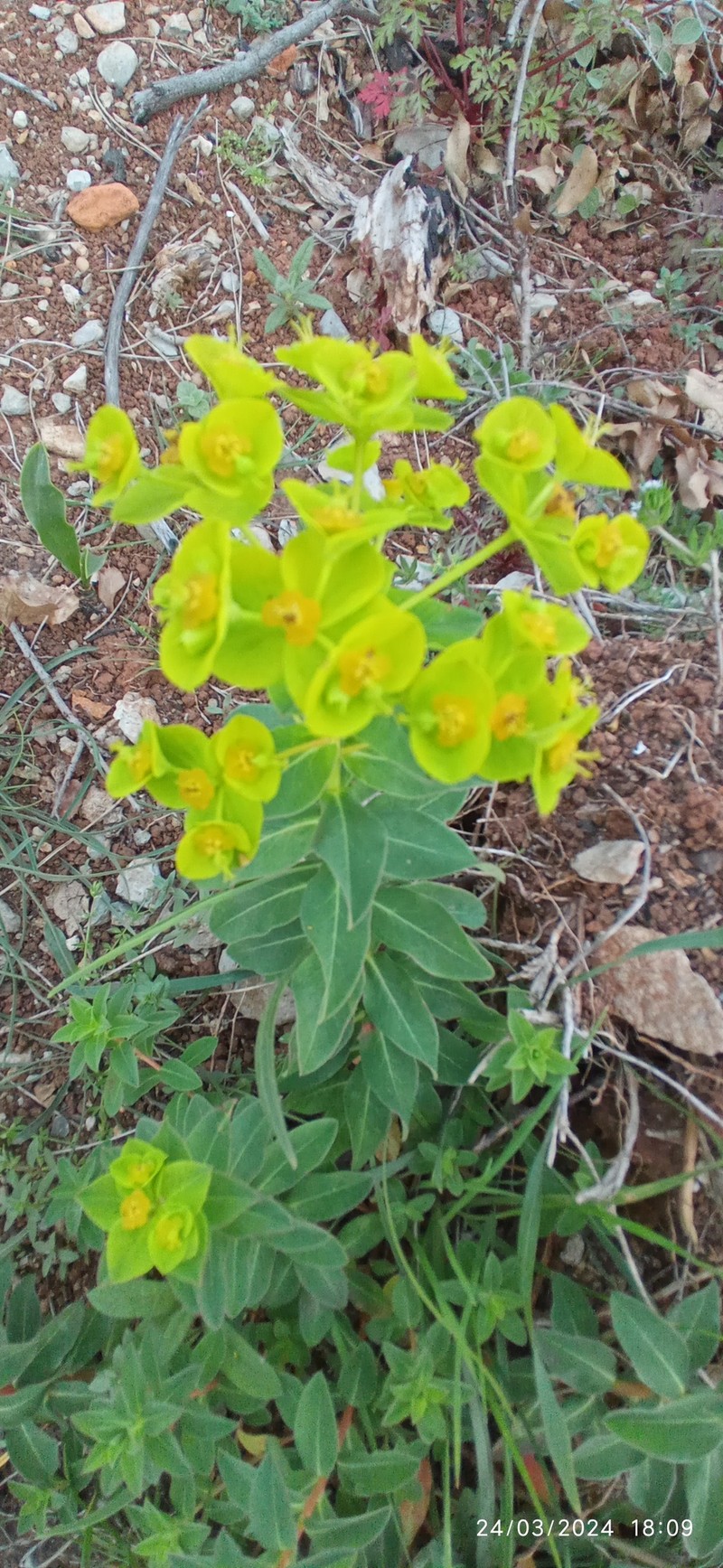 Euphorbia paniculata subsp. welwitschii photo 3