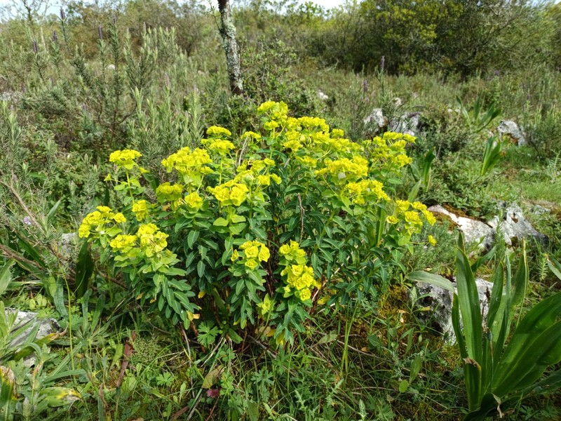 Euphorbia paniculata subsp. welwitschii photo 4