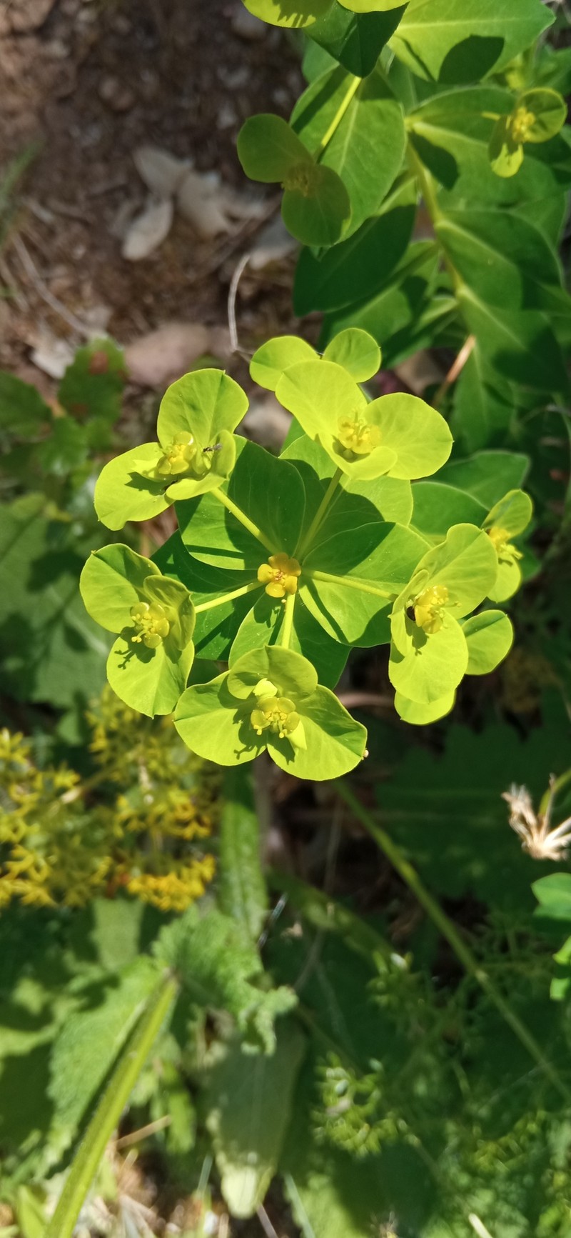 Euphorbia paniculata subsp. welwitschii photo 5