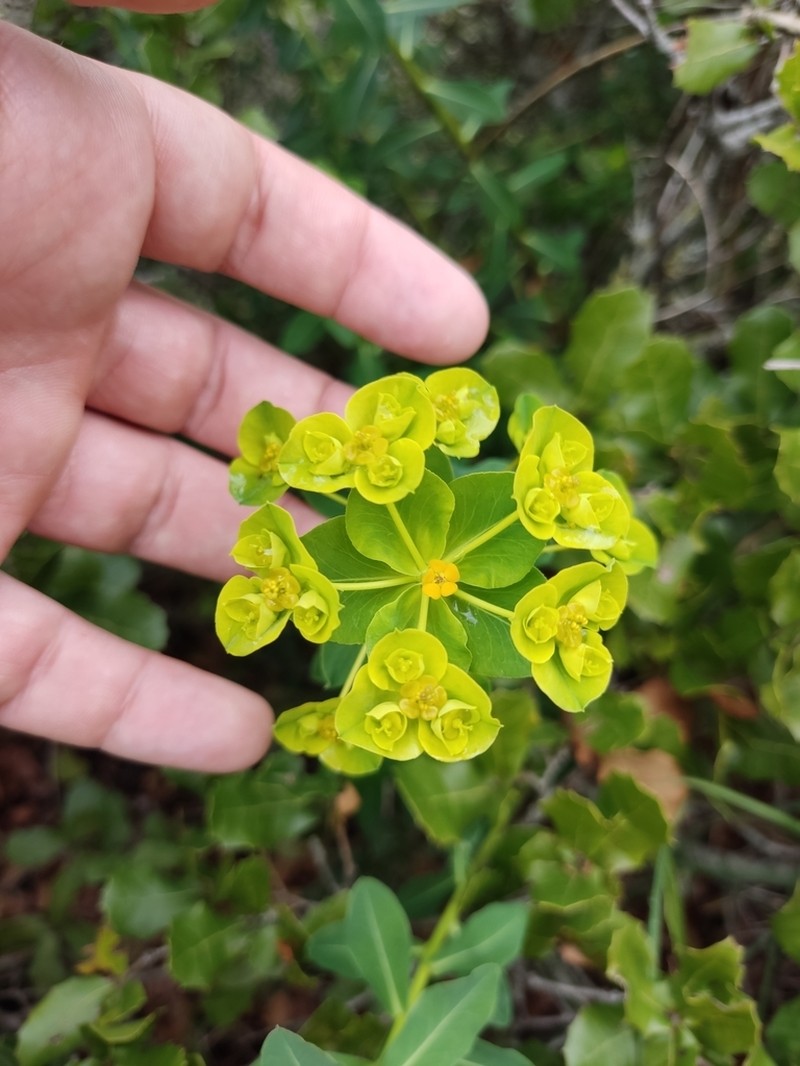 Euphorbia paniculata subsp. welwitschii photo 7