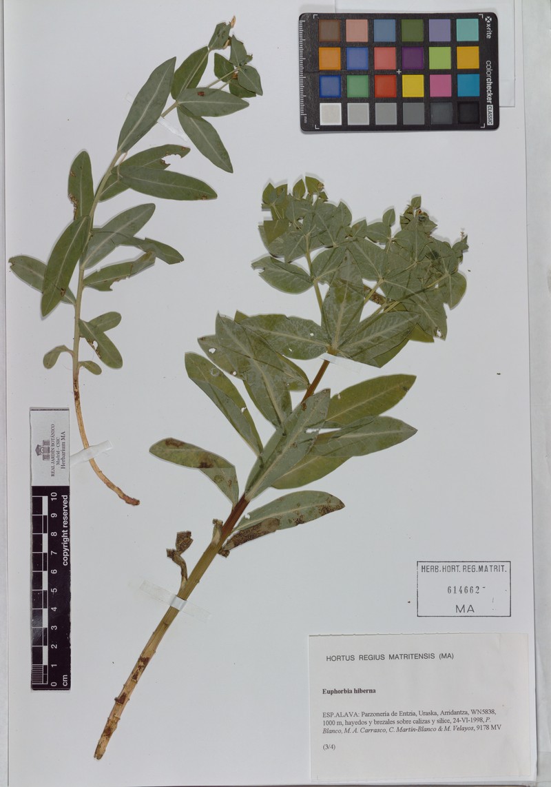 Euphorbia paniculata subsp. welwitschii photo 8