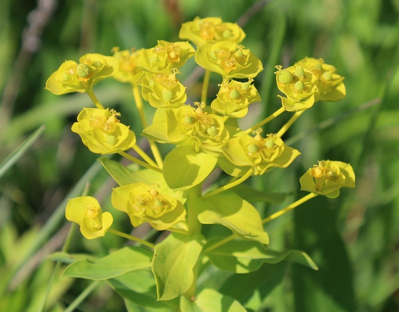 Euphorbia pannonica