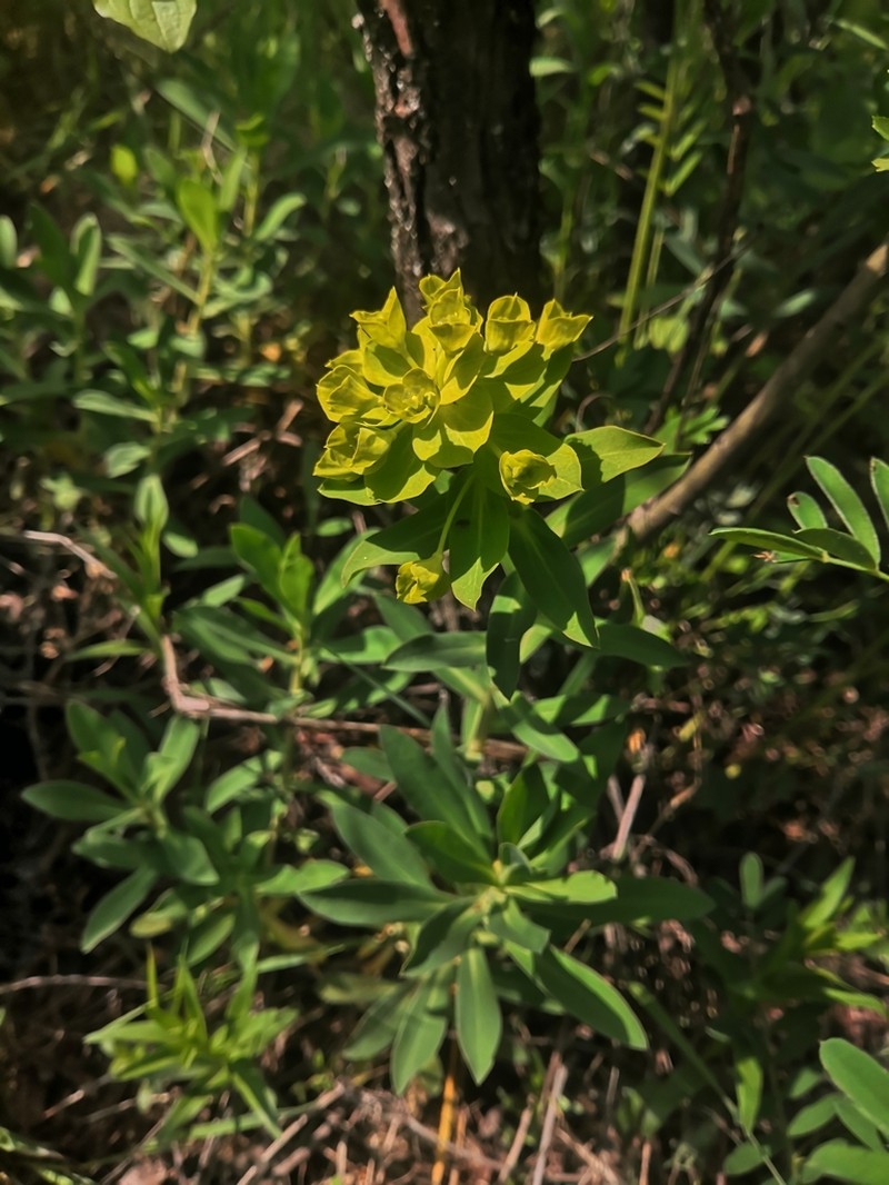 Euphorbia pannonica photo 2