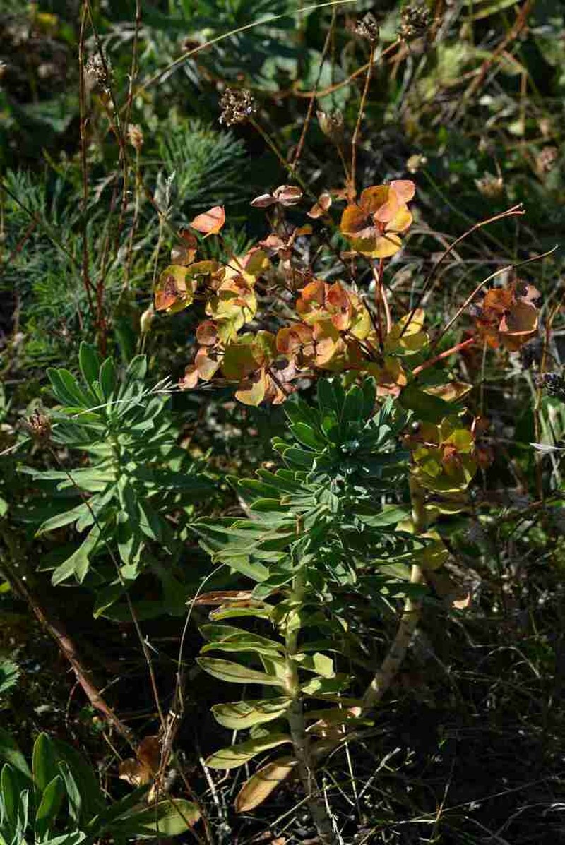 Euphorbia pannonica photo 3