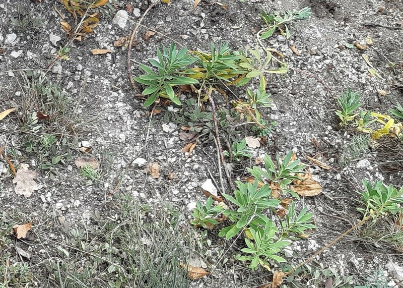 Euphorbia pannonica photo 4