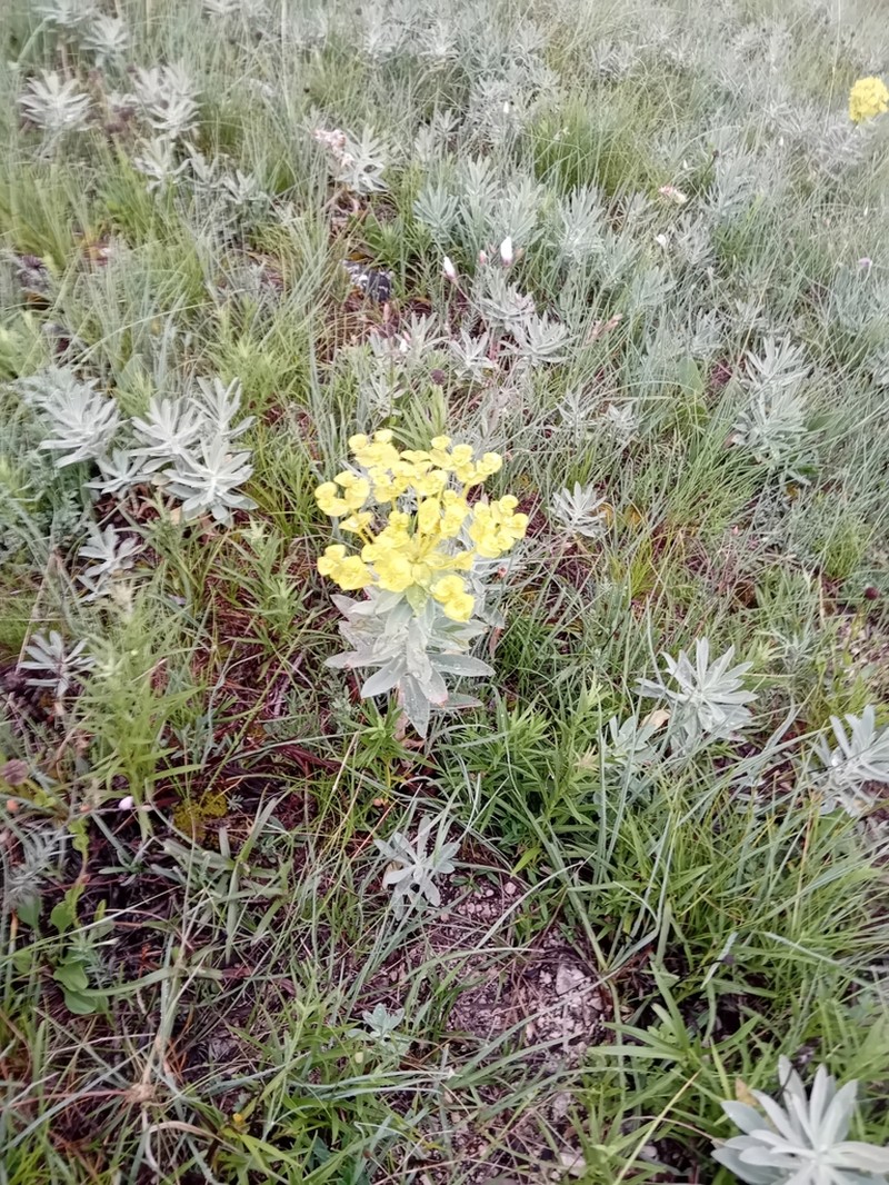 Euphorbia pannonica photo 5