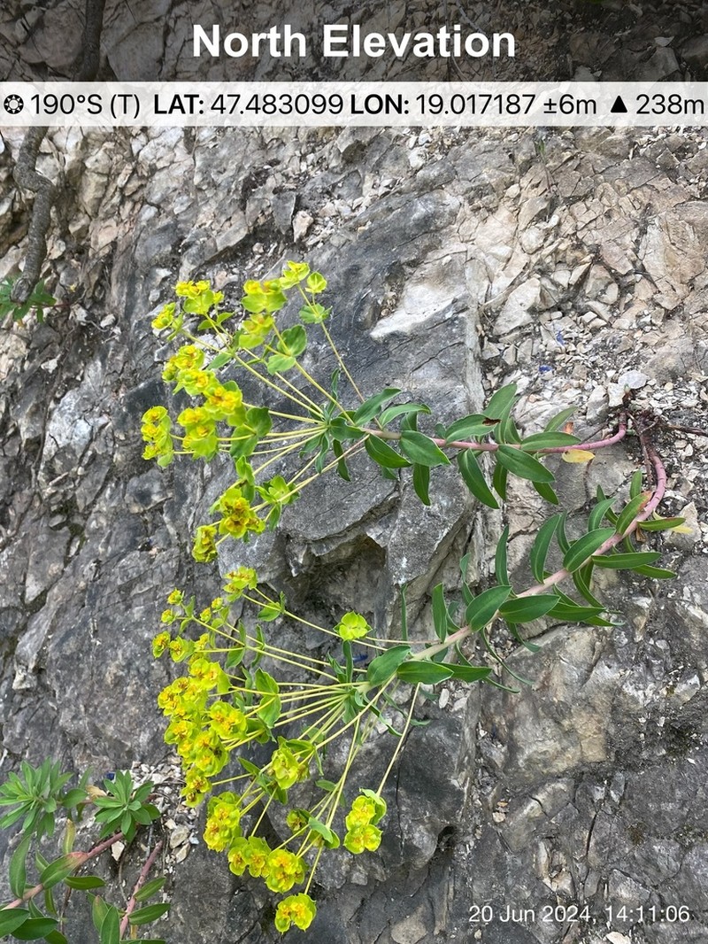 Euphorbia pannonica photo 6