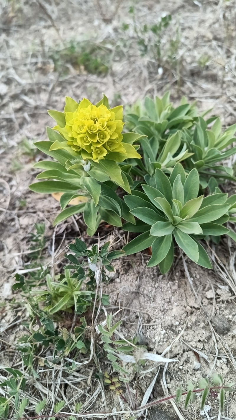 Euphorbia pannonica photo 7
