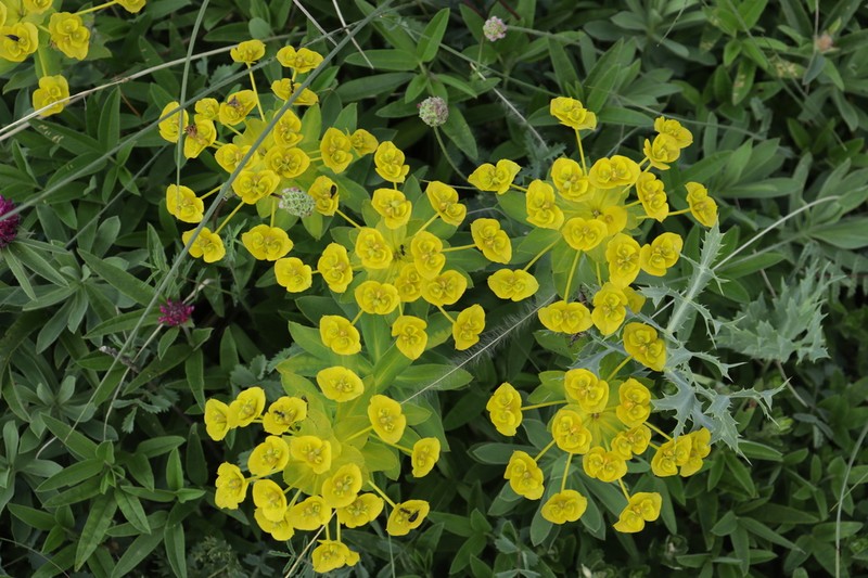 Euphorbia pannonica photo 8