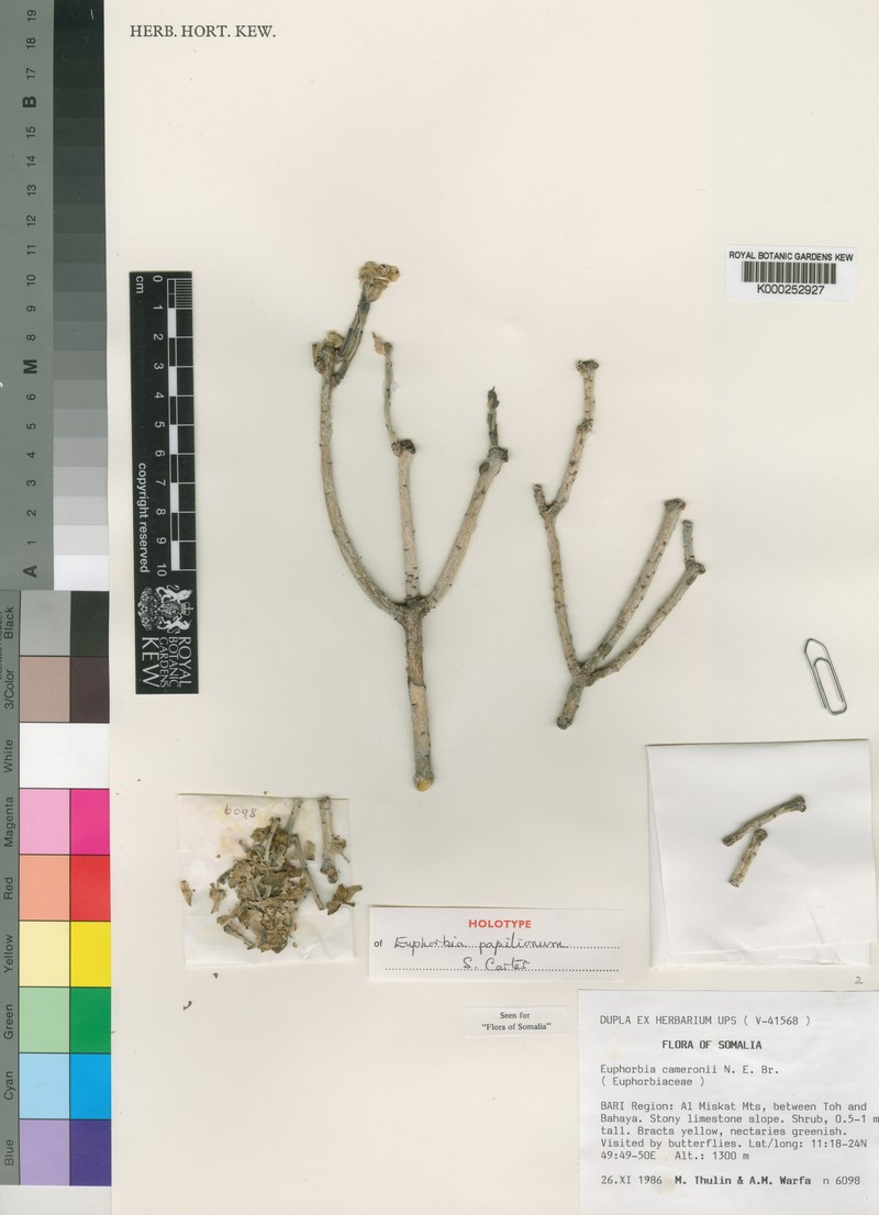Euphorbia papilionum