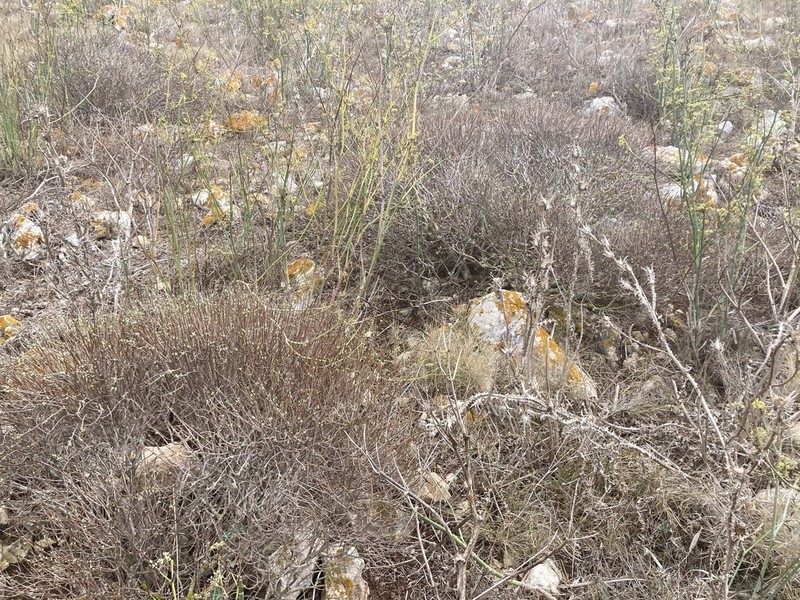 Euphorbia papillaris photo 2
