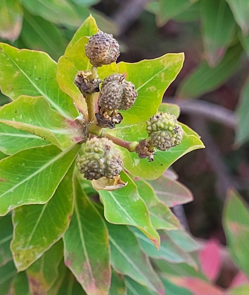 Euphorbia papillaris photo 3