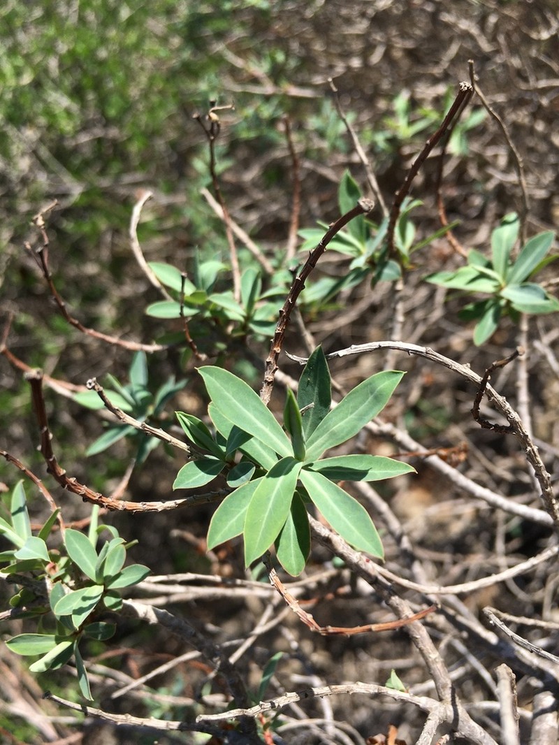 Euphorbia papillaris photo 4