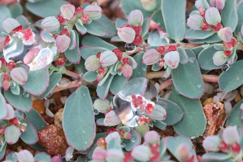 Euphorbia papillata
