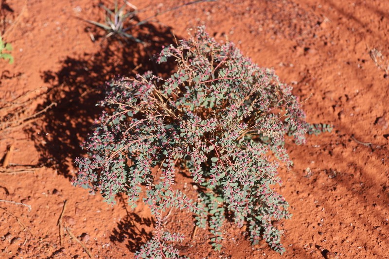 Euphorbia papillata photo 2