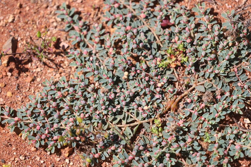 Euphorbia papillata photo 3