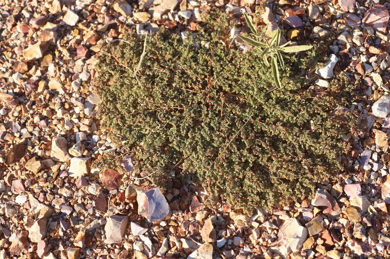 Euphorbia papillata photo 4