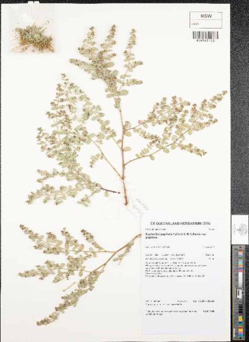 Euphorbia papillata var. papillata
