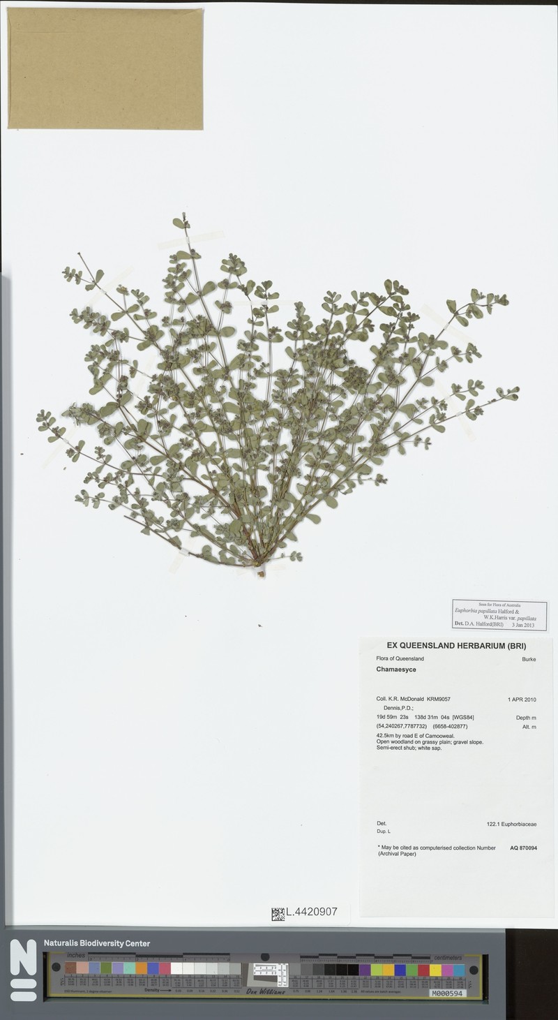 Euphorbia papillata var. papillata photo 2