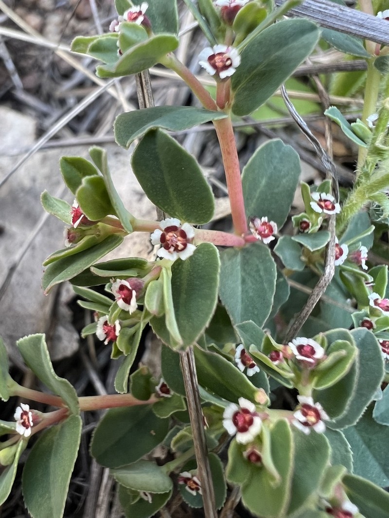 Euphorbia papillifolia