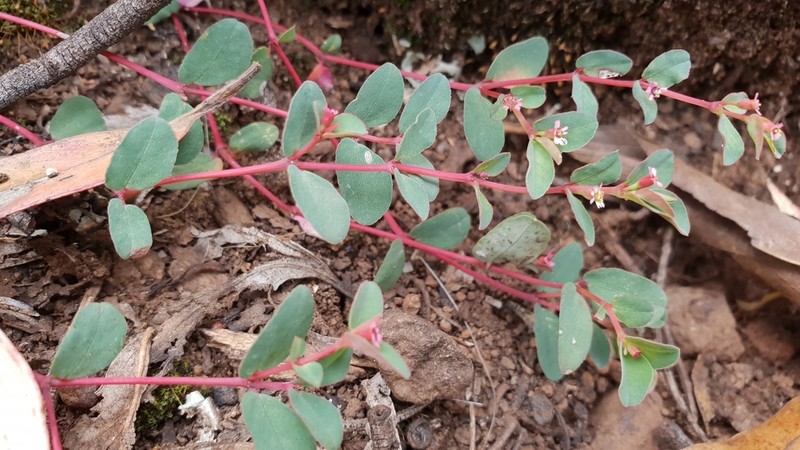 Euphorbia papillifolia photo 2