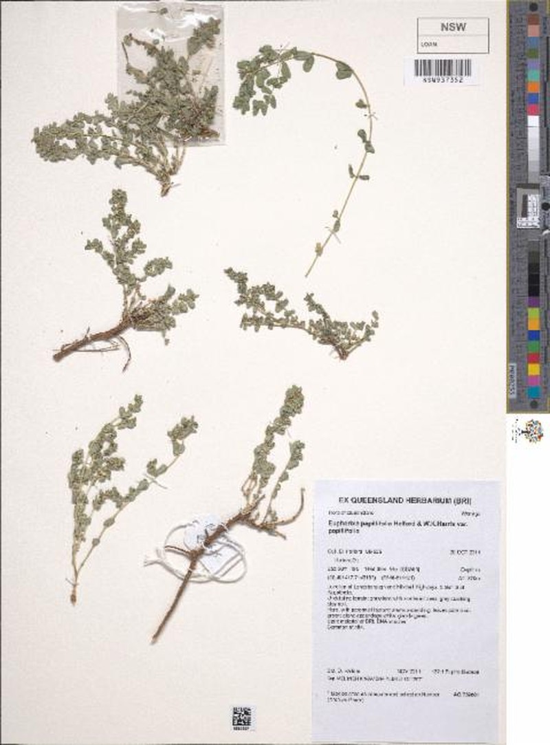 Euphorbia papillifolia photo 3
