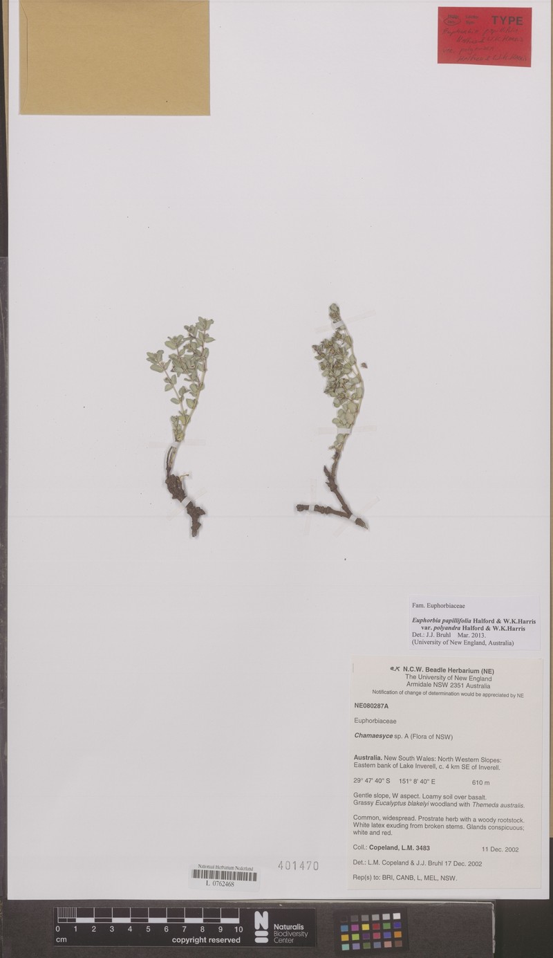 Euphorbia papillifolia var. polyandra photo 2