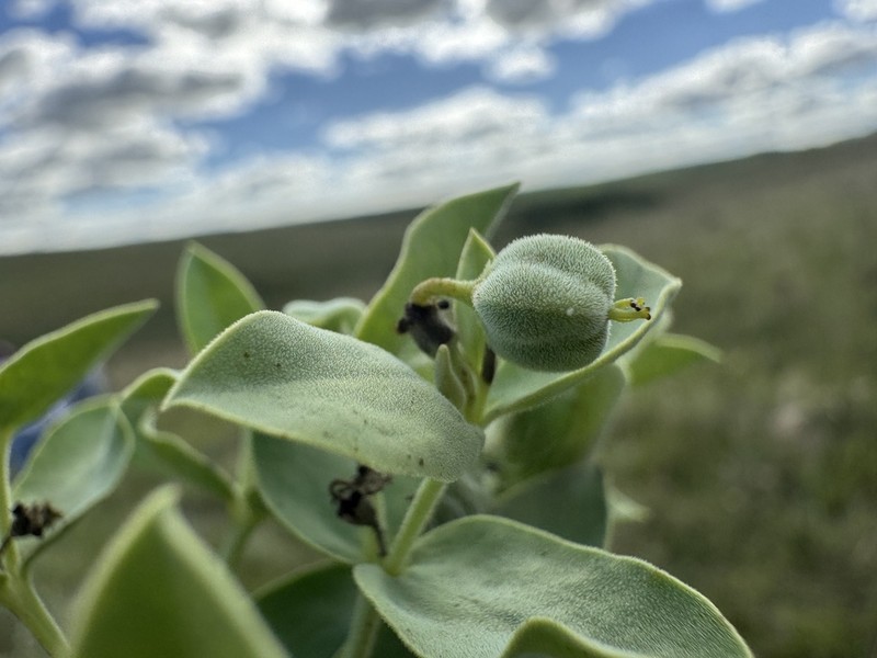Euphorbia papillosa