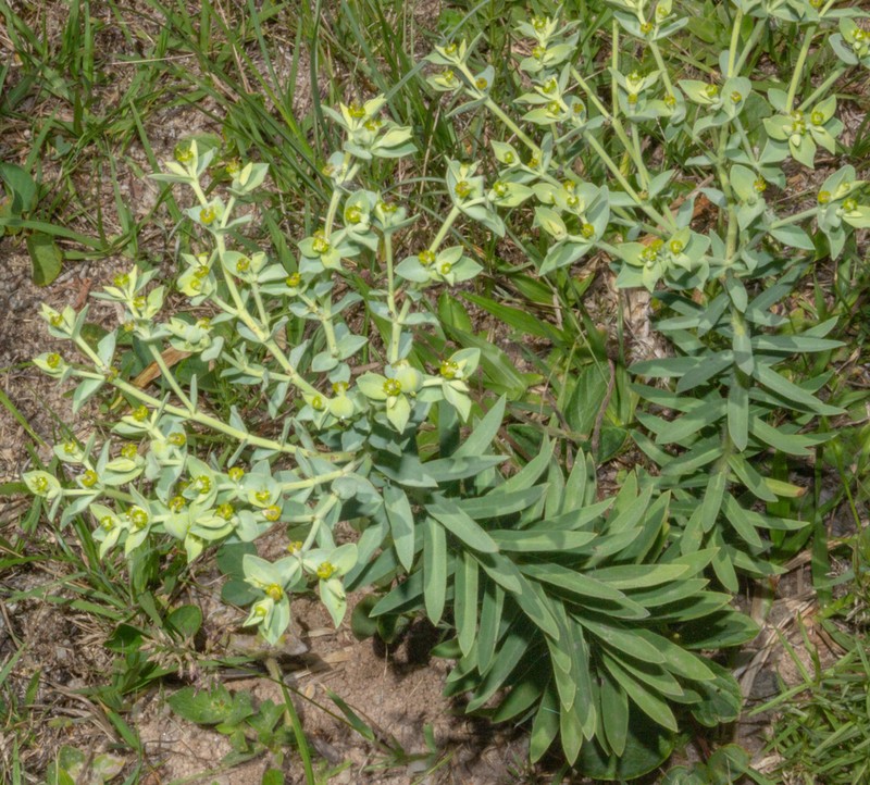 Euphorbia papillosa photo 2