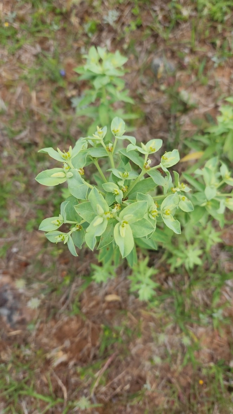 Euphorbia papillosa photo 3