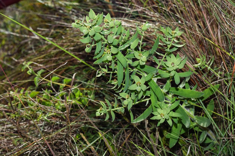 Euphorbia papillosa photo 4
