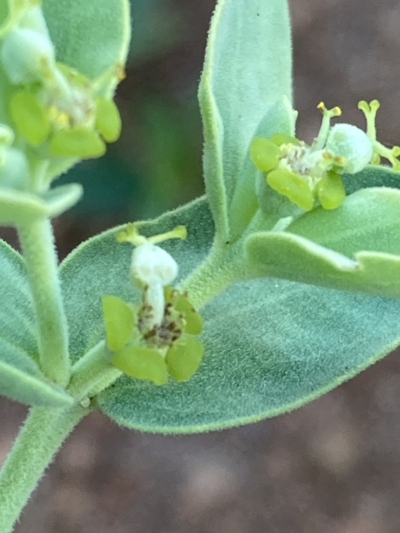 Euphorbia papillosa photo 5